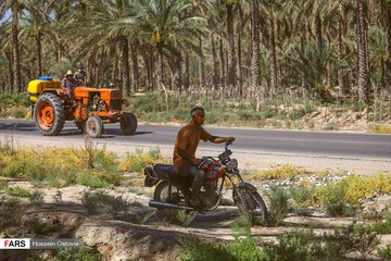 آرایش نخل‌های دشتستان