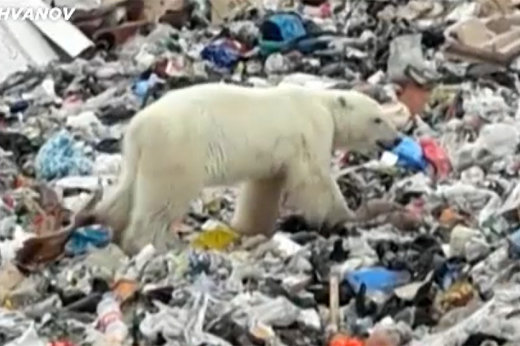 فیلم | زباله‌گردی خرس قطبی در روسیه!