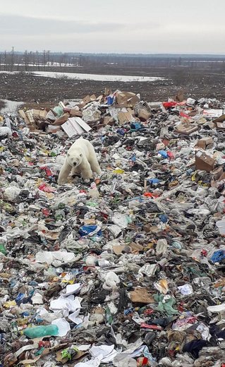 حضور یک خرس قطبی ولگرد در محل تخلیه زباله در نوریلسک روسیه