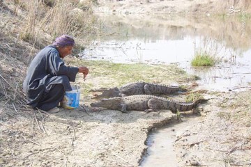 عکس | رفاقت مرد بلوچی با ۲۴ گاندو!
