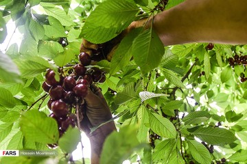 برداشت گیلاس از باغات بجنورد