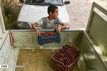 برداشت گیلاس از باغات بجنورد