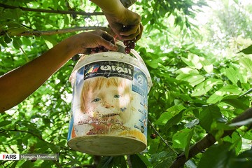 برداشت گیلاس از باغات بجنورد