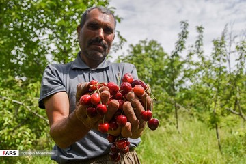 برداشت گیلاس از باغات بجنورد