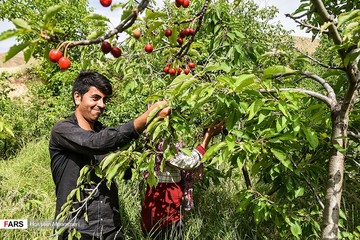 برداشت گیلاس از باغات بجنورد