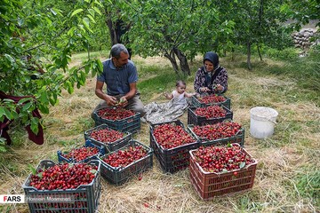 برداشت گیلاس از باغات بجنورد