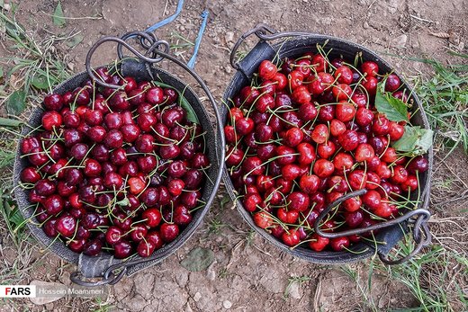 برداشت گیلاس از باغات بجنورد