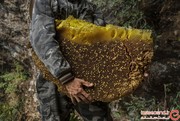 این مردها برای جمع‌آوری عسلی ۵۰ دلاری، تا یک قدمی مرگ می‌روند! +تصاویر