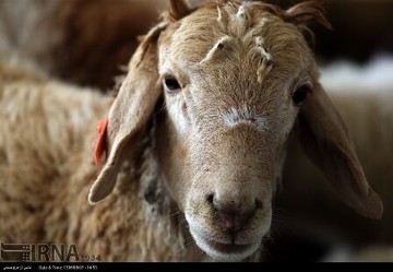 رئیس اتحادیه گوشت گوسفندی: گوشت ارزان شد/ دام زنده کیلویی ۴۰.۰۰۰ تومان