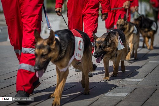 مانور‌ سگ‌های‌ جستجو و نجات‌ هلال‌احمر در دریاچه شهدای خلیج فارس