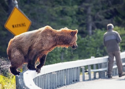 قوانینی که توله خرس سوادکوه را نجات می‌داد