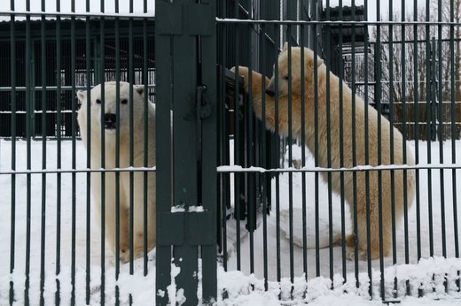 بازی خرس‌های قطبی در مسکو