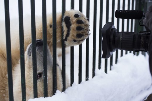 بازی خرس‌های قطبی در مسکو