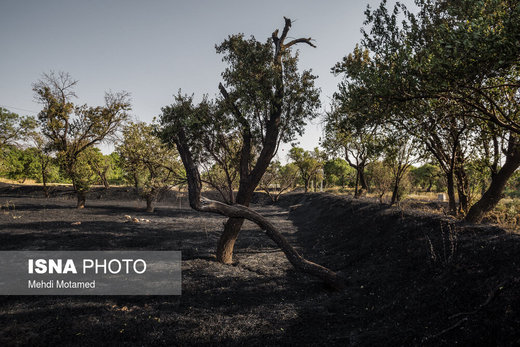 آتش در دل درختان باغستان هزار ساله قزوین
