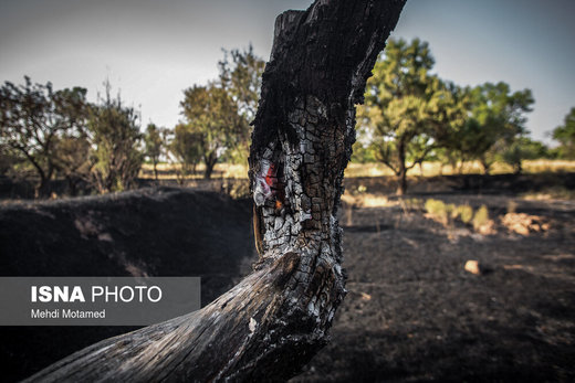 آتش در دل درختان باغستان هزار ساله قزوین