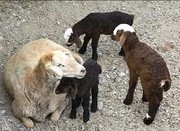 چه تعداد گوسفند و بره در کشور داریم؟/ تولد ٦٨٢ هزار رأس بره در خردادماه