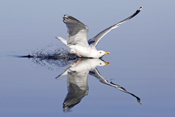شیرجه دیدنی یک پرنده در آب