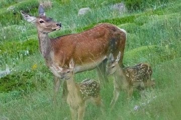 عکس | گوزن‌ مازندران را هم ببینید