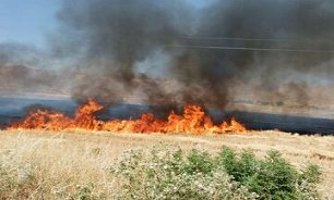 ۷۲ هکتار از اراضی کنگاور در آتش سوخت