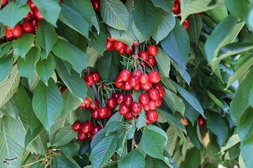 برداشت گیلاس در اشنویه