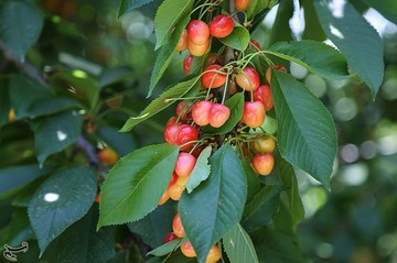 برداشت گیلاس در اشنویه