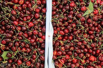 برداشت گیلاس در اشنویه