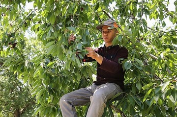 برداشت گیلاس در اشنویه