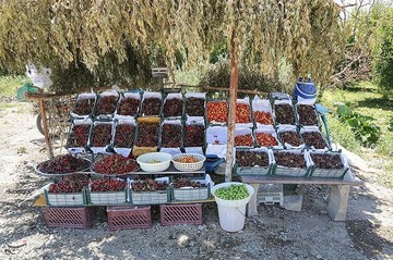 برداشت گیلاس در اشنویه