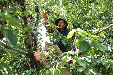 برداشت گیلاس در اشنویه