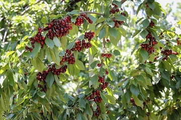 برداشت گیلاس در اشنویه