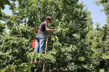 برداشت گیلاس در اشنویه
