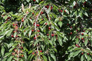 برداشت گیلاس در اشنویه