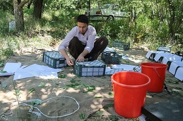 برداشت گیلاس در اشنویه