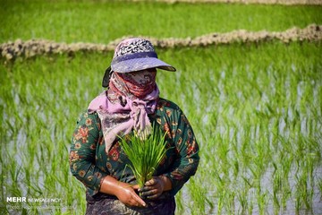 نشاء شالی در استان گلستان