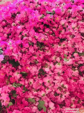 روستای جوینان، بهشت کم‌تر شناخته شده‌ای در کاشان