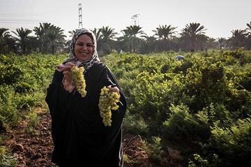 برداشت انگور از تاکستان غزاویه کارون