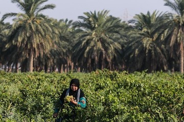 برداشت انگور از تاکستان غزاویه کارون