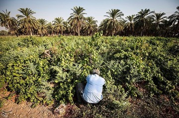 برداشت انگور از تاکستان غزاویه کارون