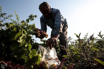برداشت انگور از تاکستان غزاویه کارون