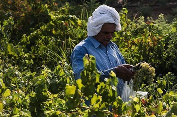 برداشت انگور از تاکستان غزاویه کارون