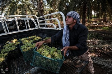 برداشت انگور از تاکستان غزاویه کارون