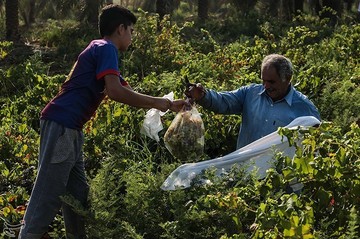 برداشت انگور از تاکستان غزاویه کارون
