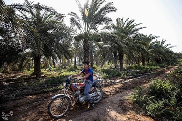 برداشت انگور از تاکستان غزاویه کارون