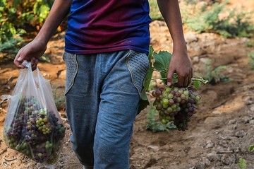 برداشت انگور از تاکستان غزاویه کارون