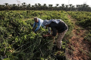 برداشت انگور از تاکستان غزاویه کارون