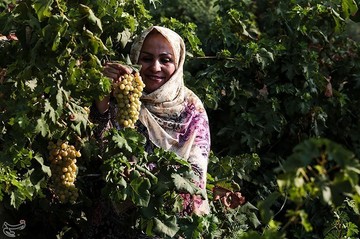 برداشت انگور از تاکستان غزاویه کارون