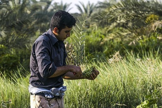 برداشت انگور از تاکستان غزاویه کارون