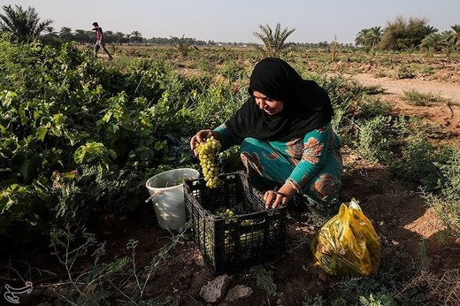 برداشت انگور از تاکستان غزاویه کارون