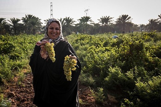 برداشت انگور از تاکستان غزاویه کارون