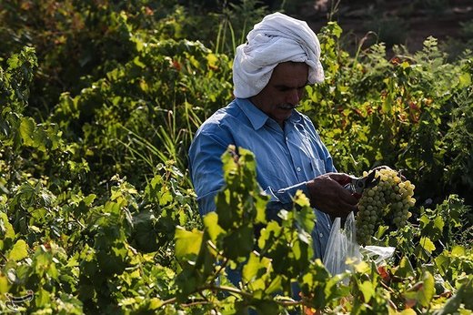 برداشت انگور از تاکستان غزاویه کارون